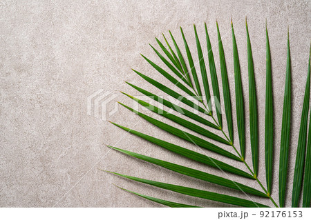 熱帯性 熱帯産 熱帯 92176153