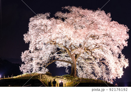 《山梨県》わに塚の桜・夜桜ライトアップ 92176192