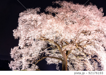 《山梨県》わに塚の桜・夜桜ライトアップ 《山梨県》わに塚の桜・夜桜ライトアップ 92176193