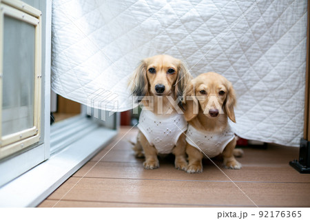 成犬 カニンヘンダックスフンド 成犬 カニンヘンダックスフンド 92176365