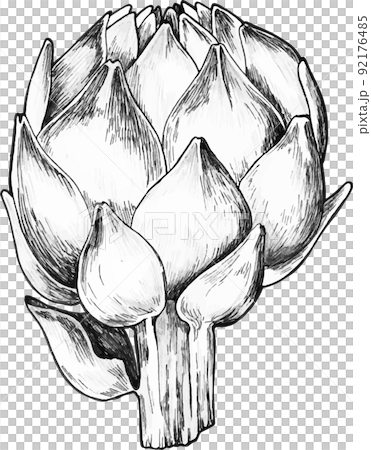 Artichoke. Artichoke hand drawn set. Fresh organic products. Vector illustration with vegetable sketch. Black and white. Artichoke. Artichoke hand drawn set. Fresh organic products. Vector illustration with vegetable sketch. Black and white. 92176485
