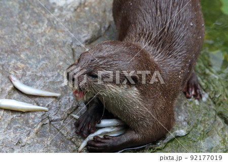 コツメカワウソ　負けられない戦い　夏 92177019