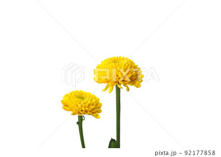 Two yellow chrysanthemums isolated on white background Two yellow chrysanthemums isolated on white background 92177858