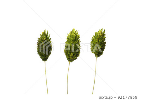 Three dried flowers isolated on white background Three dried flowers isolated on white background 92177859