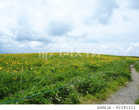 長野県　防鹿柵の中　一面のニッコウキスゲ　7月 92181111