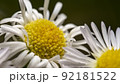 春 花 屋外 92181522