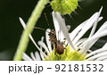 昆虫 花 屋外 92181532
