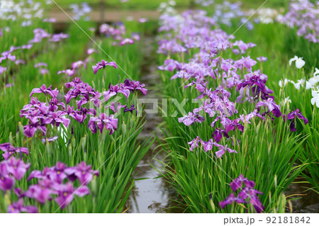 初夏のあやめ祭りの風景 92181842