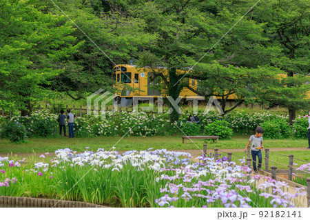 あやめ畑の背景に通過する電車の風景 92182141