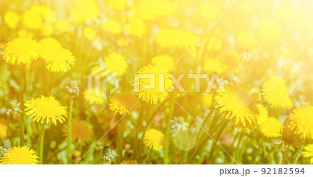 Yellow dandelions against the background of the side rays of the sun 92182594