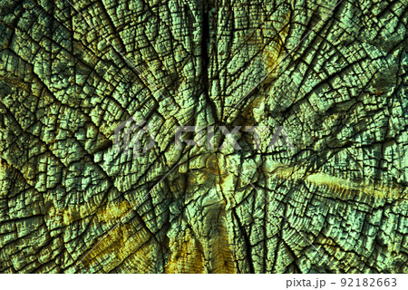 close-up wooden cut texture close-up wooden cut texture 92182663