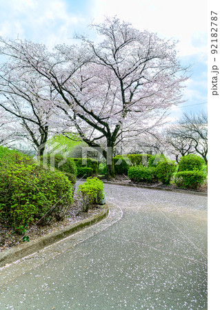 桜咲く うららかな春の季節「公園の参道に桜散る景色」大津町 昭和園の桜 桜咲く うららかな春の季節「公園の参道に桜散る景色」大津町 昭和園の桜 92182787