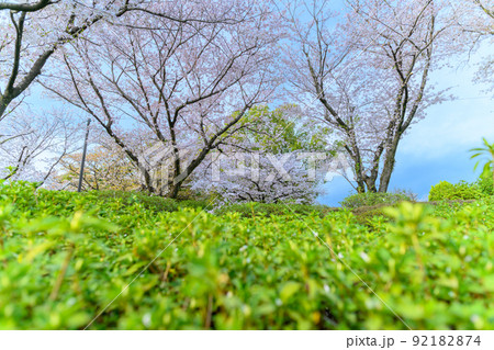 桜咲く うららかな春の季節「美しい桜の木」大津町 昭和園の桜 桜咲く うららかな春の季節「美しい桜の木」大津町 昭和園の桜 92182874