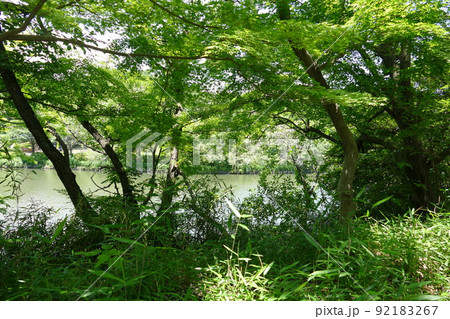 神奈川県立三ツ池公園　横浜市鶴見区　総合公園　園内には3つの池　テレビラジオ電波塔 令和4年5月 92183267