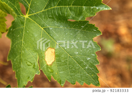 Grape disease. Plasmopara viticola on the vine leaf 92183333