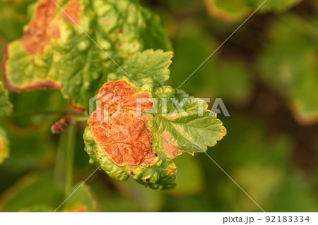 Currant disease in which red spots appear on the leaves. Anthracnose Currant disease in which red spots appear on the leaves. Anthracnose 92183334