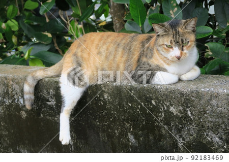 久高島の猫 沖縄 久高島の猫 沖縄 92183469