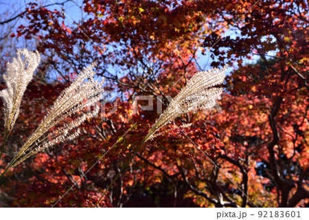 不退寺のススキと紅葉 不退寺のススキと紅葉 92183601