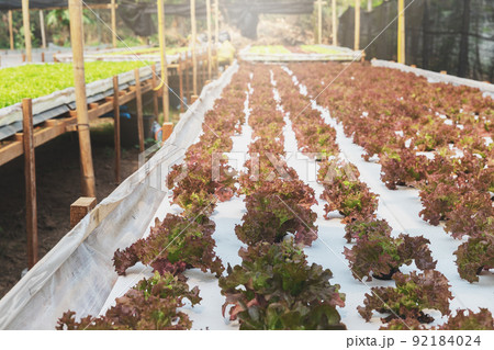 Cultivation hydroponic red oak in plant nursery farm, Organic vegetables. 92184024