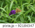 韓国 風景 植物 92184347