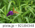 韓国 風景 植物 92184348