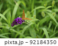韓国 風景 植物 92184350