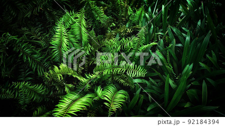 abstract stunning green leaf texture, tropical leaf foliage nature dark green background 92184394