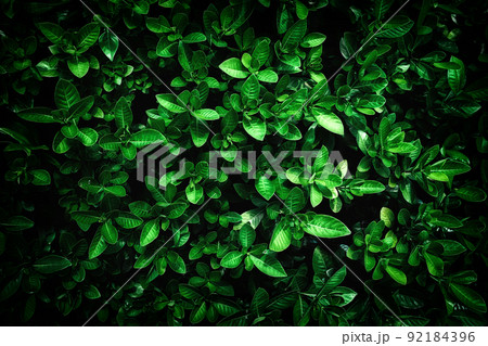 abstract stunning green leaf texture, tropical leaf foliage nature dark green background 92184396