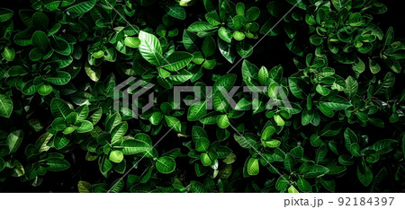 abstract stunning green leaf texture, tropical leaf foliage nature dark green background 92184397