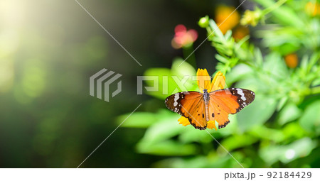 butterfly on the green leaves 92184429