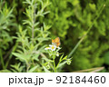 韓国 風景 植物 92184460
