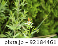 韓国 風景 植物 92184461