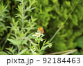 韓国 風景 植物 92184463