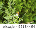 韓国 風景 植物 92184464