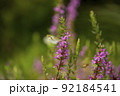 韓国 風景 植物 92184541