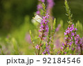 韓国 風景 植物 92184546
