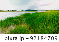 Lepironia articulata field with lake and nature landscape background. 92184709