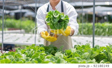 Hydroponic vegetable concept, Young Asian man checking and picking fresh salad in hydroponic farm 92186149