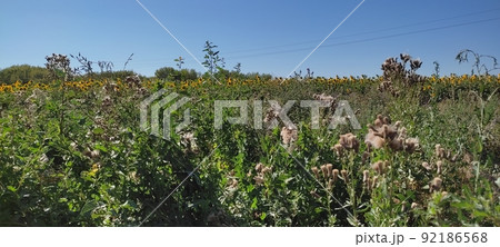 Beautiful landscape with field of ripe rye and blue summer sky. 92186568