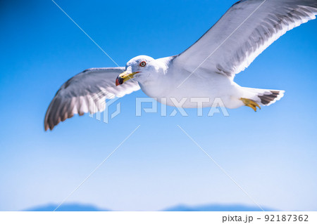 大空を飛ぶカモメ 92187362