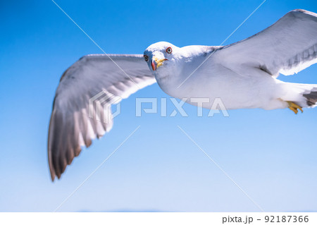 大空を飛ぶカモメ 92187366