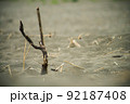 砂浜に突き刺さる流木 92187408