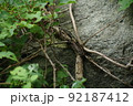 岩陰で朽ちた木 92187412