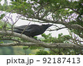 木の中に潜むカラス 92187413