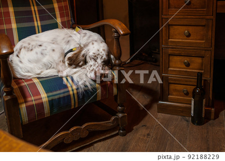 Dog sleeping in armchair in cozy room Dog sleeping in armchair in cozy room 92188229