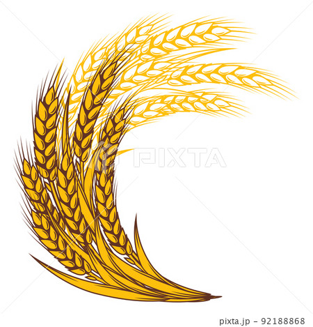 Bunch of wheat. Agricultural image with natural ears of barley or rye. 92188868