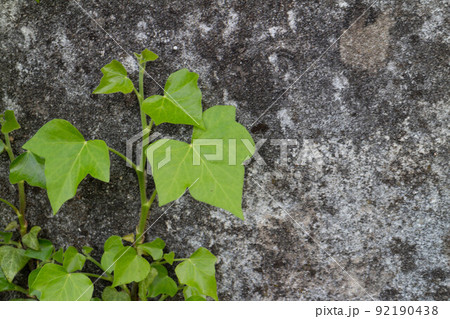 Climbing ivy on an old wall in the countryside, Italy 92190438