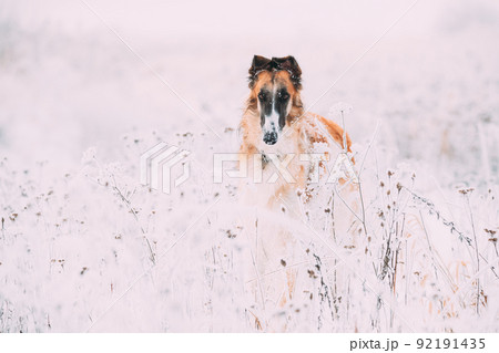 Russian Wolfhound Hunting Sighthound Russkaya Psovaya Borzaya Dog During Hare-hunting At Winter Day In Snowy Field Russian Wolfhound Hunting Sighthound Russkaya Psovaya Borzaya Dog During Hare-hunting At Winter Day In Snowy Field 92191435
