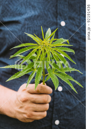 Man Holding Legal Green Marijuana Cannabis Sprout In His Hand. Cannabis Farm In Summer Day, Beautiful Cannabis Cultivation. Marijuana Cultivation. Young Cannabis Plant 92191436