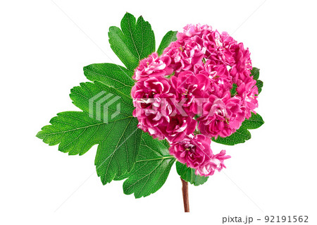 Blooming branch of hawthorn isolated on white background. Crataegus Pauls Scarlet. Blooming branch of hawthorn isolated on white background. Crataegus Pauls Scarlet. 92191562